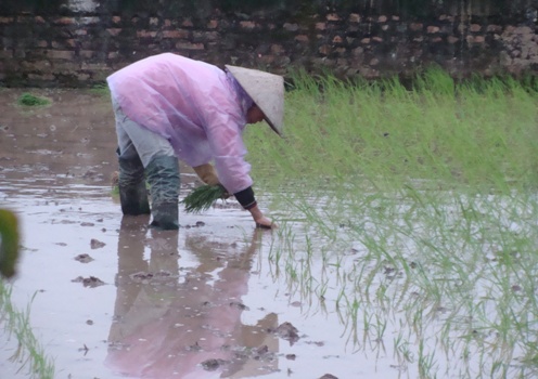 Over VND321 billion added for rice plantation land protection and development
